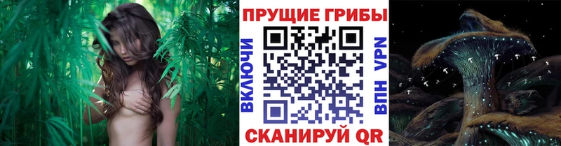 Псилоцибиновые грибы ЛСД Трубчевск